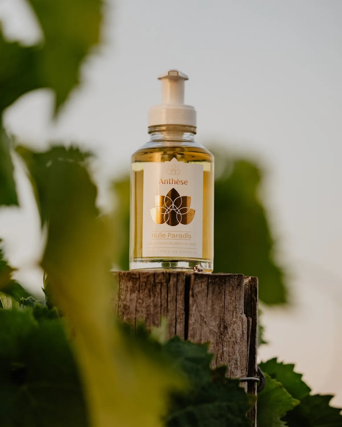 Huile Paradis Anthèse posée dans les vignes de Cognac – soin capillaire naturel.